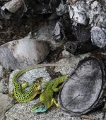 Yvette Maréchal - Les lézards verts2